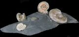 Iridescent Ammonite Fossils Mounted In Shale - x #38234-1